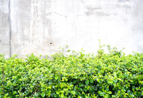 Green leaf bush at concrete wall