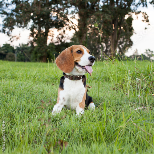 beagle on meadow - pedigree dog
