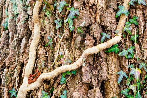 Ivy photo