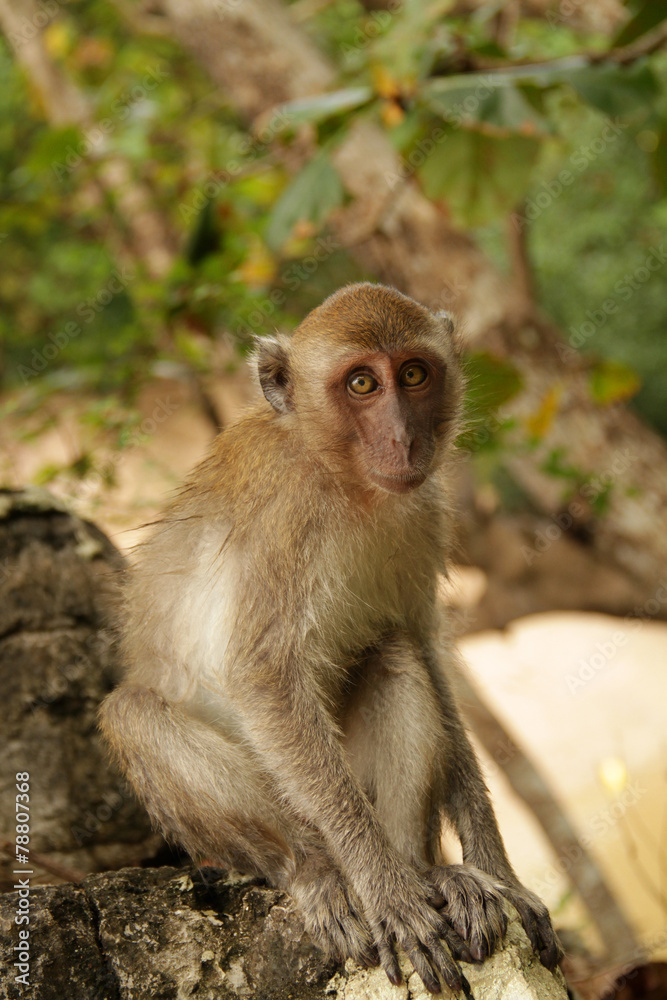 monkey on a rock