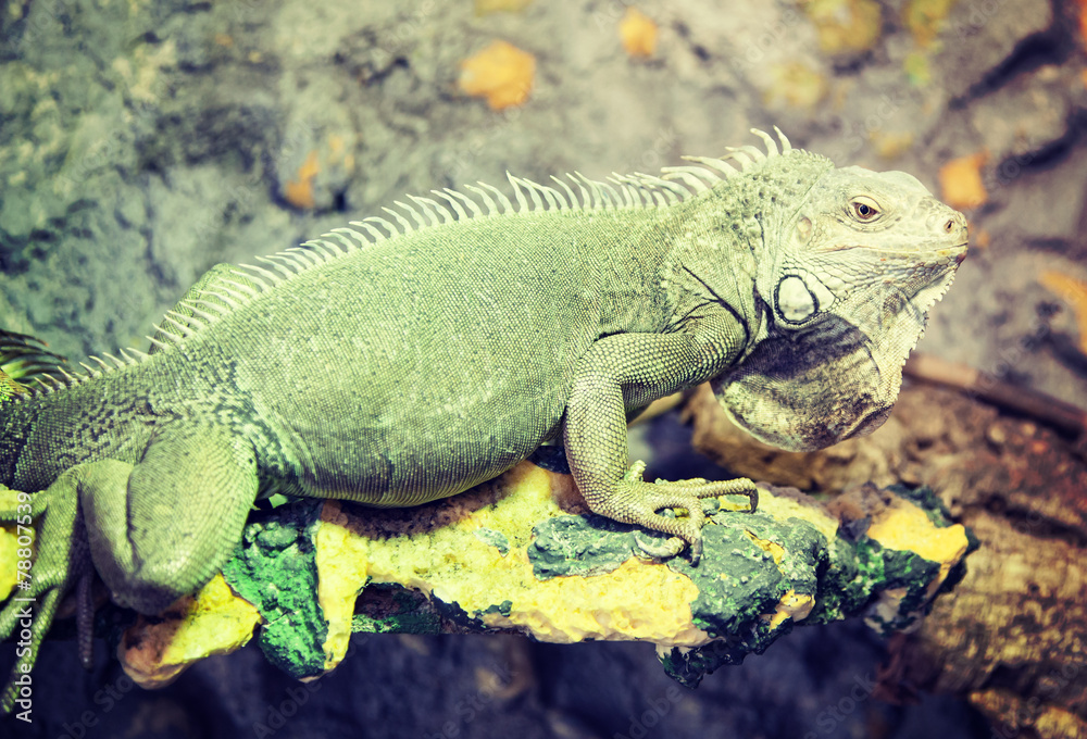 Fototapeta premium Grown up green iguana in terrarium