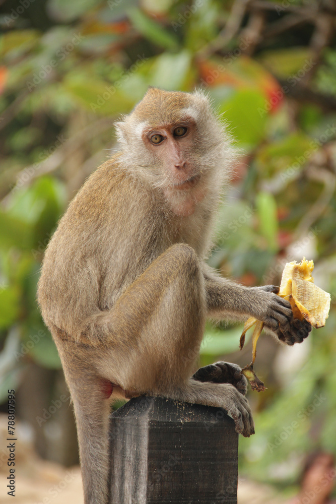 Fototapeta premium ape sitting on a pole
