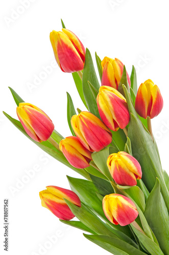 Fototapeta Naklejka Na Ścianę i Meble -  Zweifarbige Tulpen