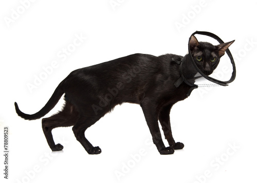 Black cat in a cone