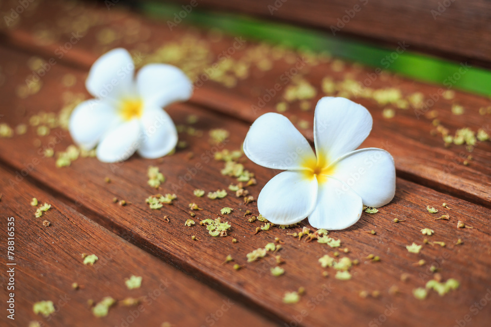 White Flower, Plumeria flower or Frangipani on old wood plank