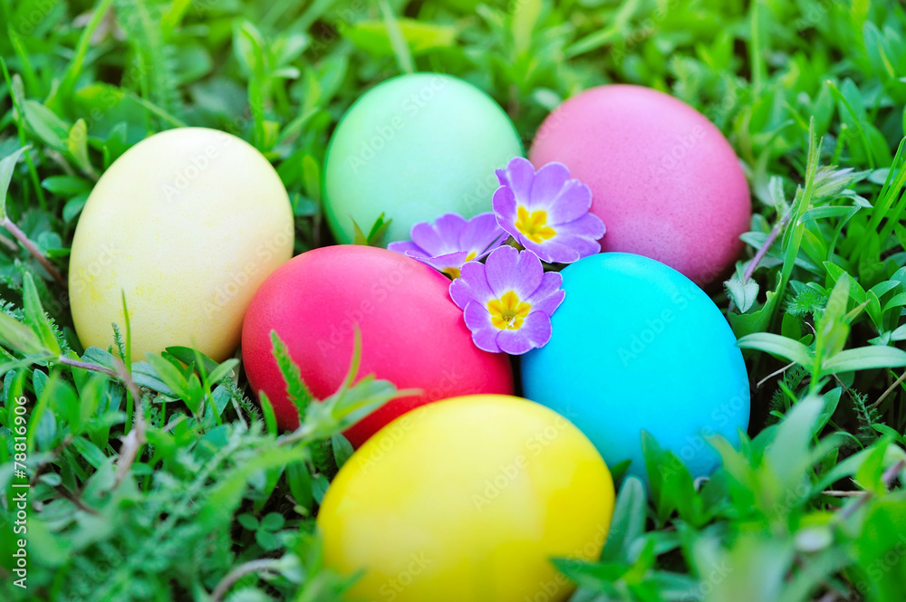Colored easter eggs with flowers primrose on green grass