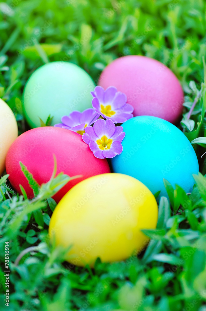 Colored easter eggs with flowers primrose on green grass Colored easter eggs with flowers primrose on green grass