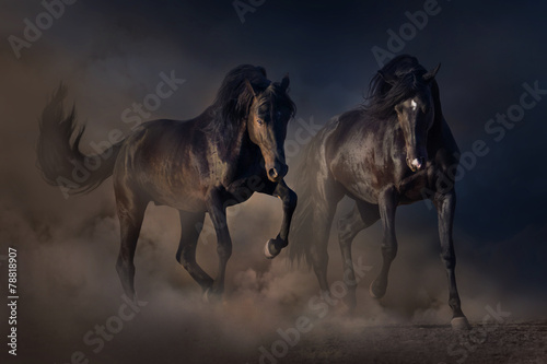 Two black stallion run in desert dust against sunset sky #78818907