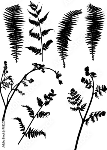 set of seven black fern silhouettes on white