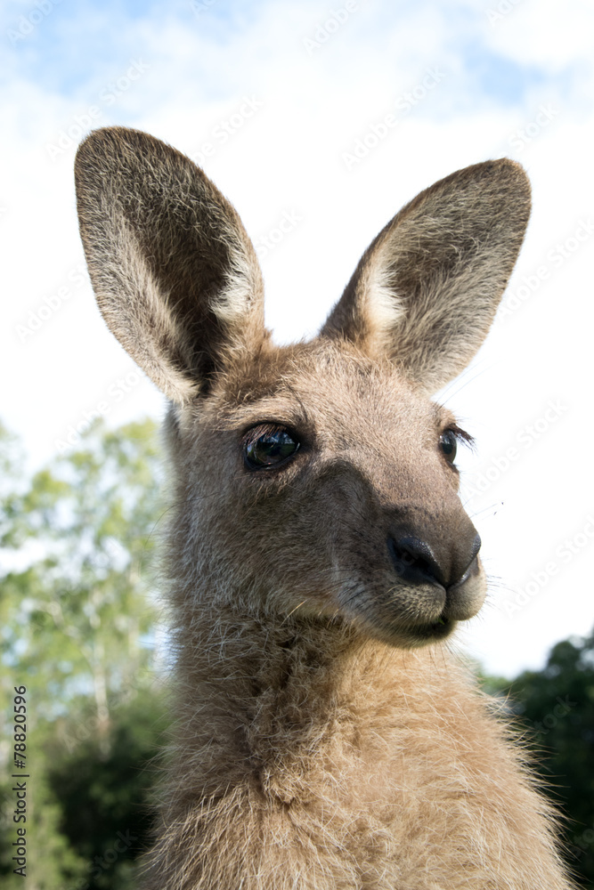 Kangaroo head Kangaroo head