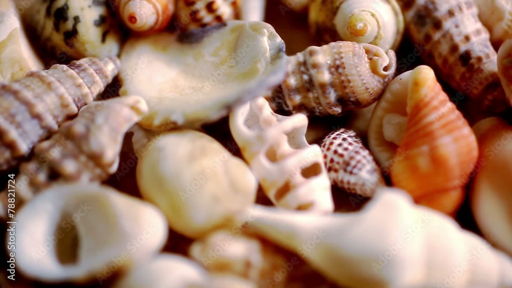 Close up cockleshell, shells and seashells. Macro video shift Close up cockleshell, shells and seashells. Macro video shift