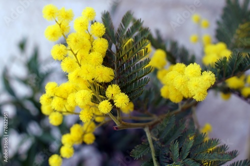 Mimose