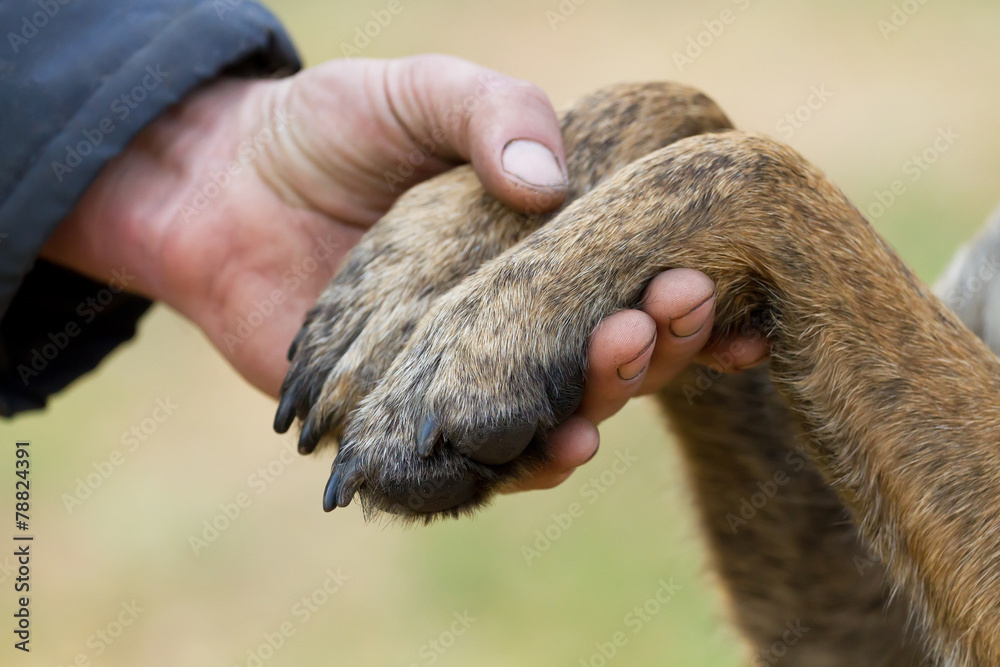 Human hand and dog paws