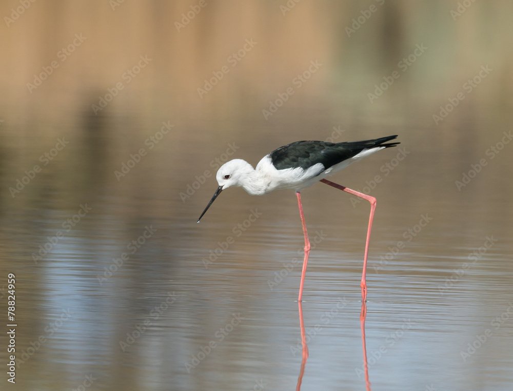 Obraz premium Black-winged Stilt