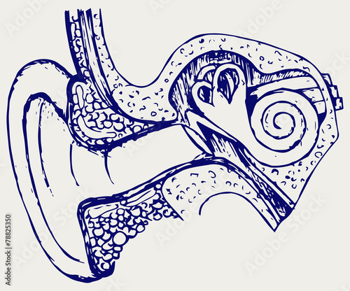 Human internal ear diagram. Doodle style