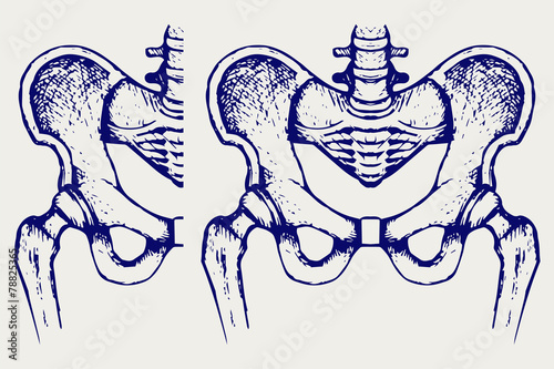 Skeleton thigh. Doodle style
