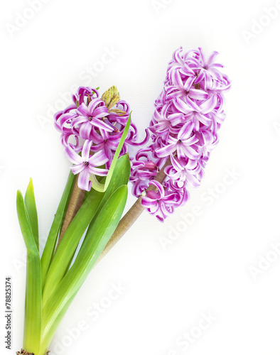 Violet Hyacinth flowers