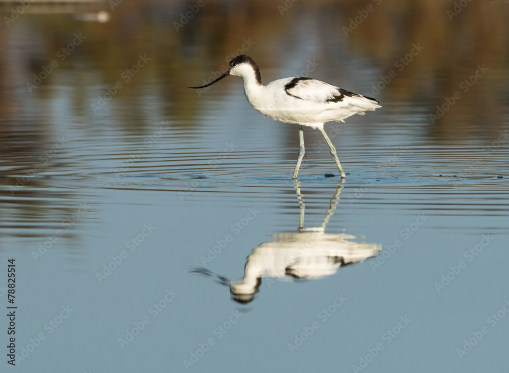Obraz premium Avocet