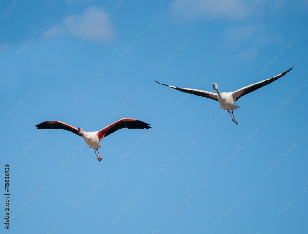 Obraz premium Greater Flamingos in Flight