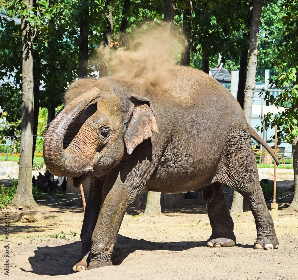 Fototapeta premium Indian elephant is dust bathing