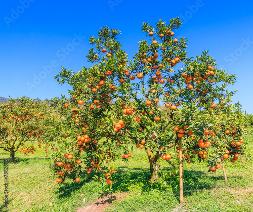 Organic orange tree at the farm