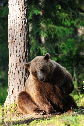 Brown bear scratching itself