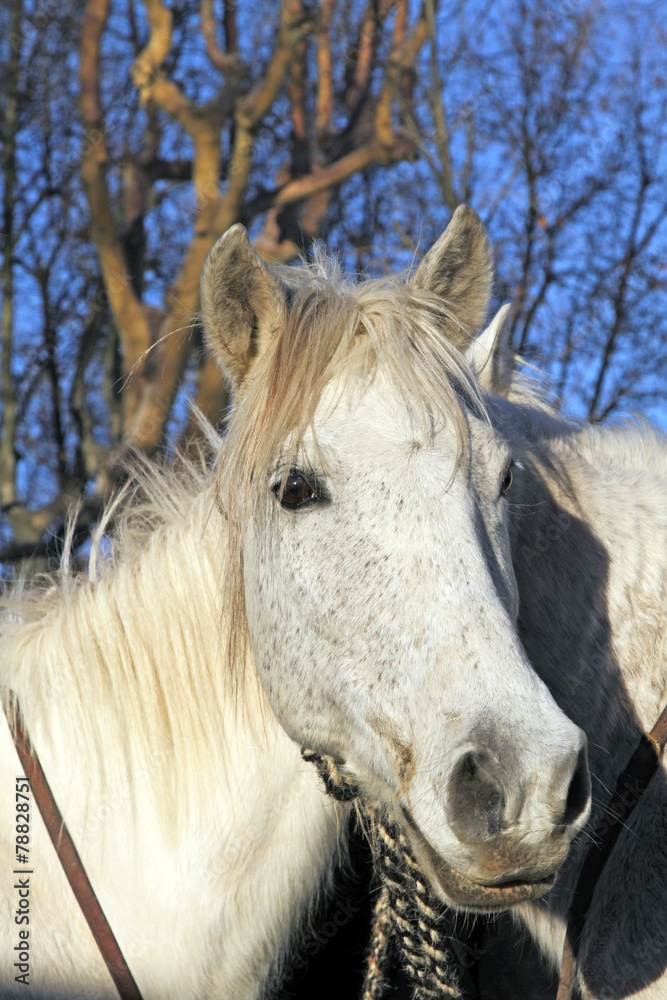 Obraz premium Cheval blanc