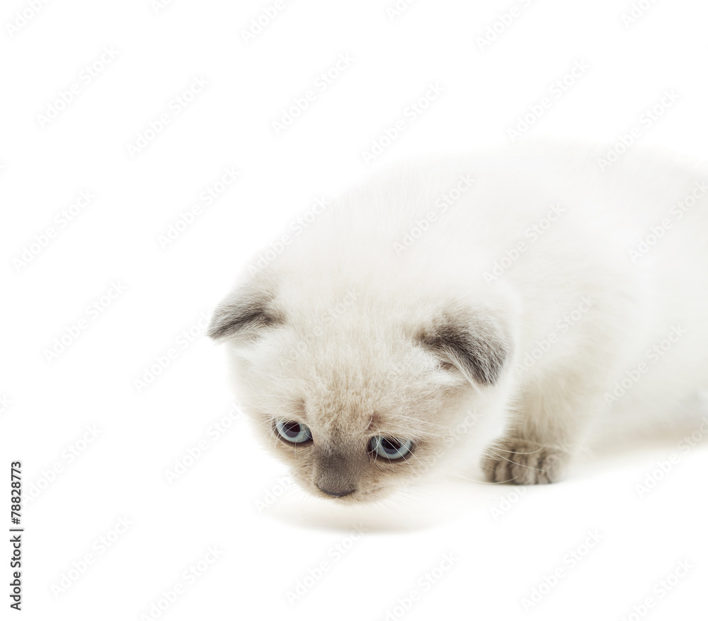funny kitten looking down isolated on white background