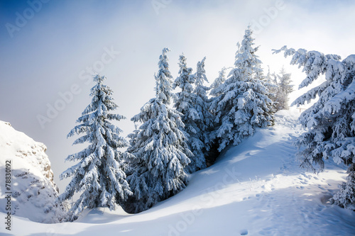 Pine trees covered in snow © PixAchi