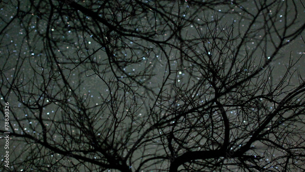 Time Lapse of Stars Passing through Trees Time Lapse of Stars Passing through Trees