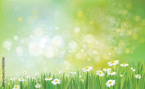 Vector nature background with grass and chamomiles.