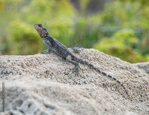 Roughtail Rock Agama Lizard 