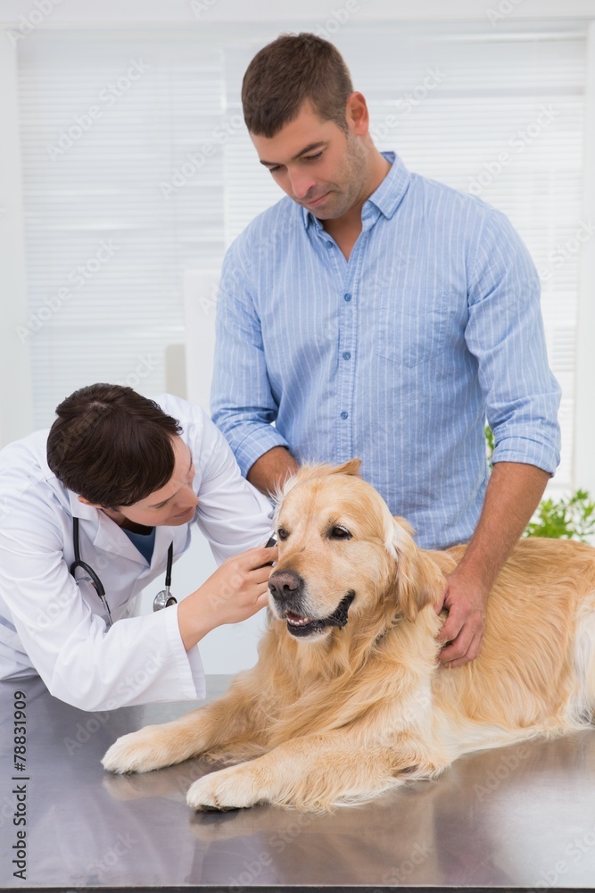 Veterinarian examining a dog with its owner