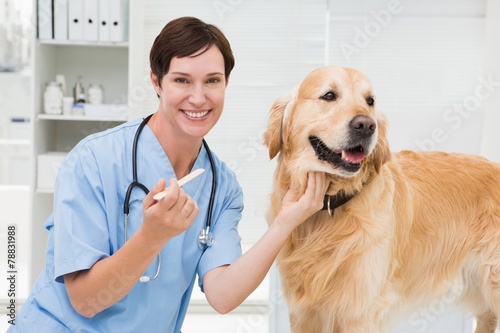 Fototapeta Naklejka Na Ścianę i Meble -  Veterinarian examining mouth of a cute dog