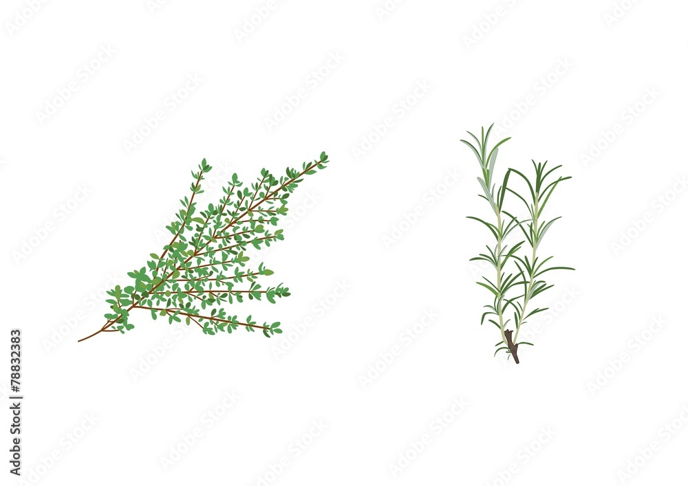 Aromatic Plants Aromatic Plants