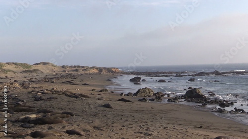 Elephant Seals on Beach
