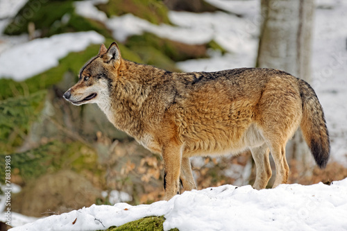 Wolf   canis lupus  