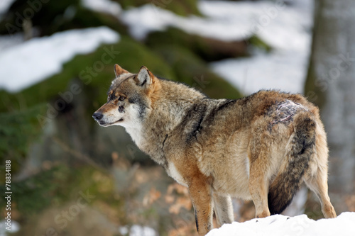 Wolf ( canis lupus ) © waidmannsheil