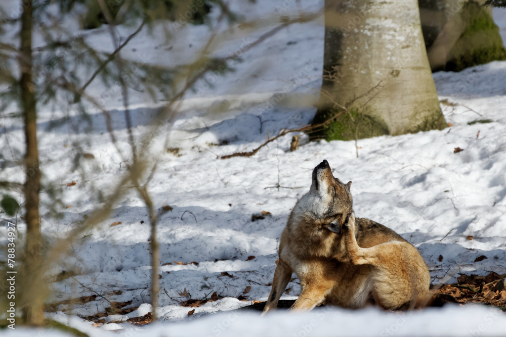 Obraz premium Wolf ( canis lupus )
