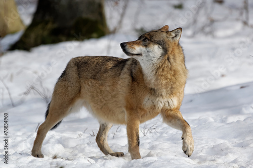 Wolf   canis lupus  