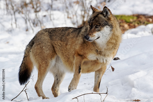 Wolf   canis lupus  