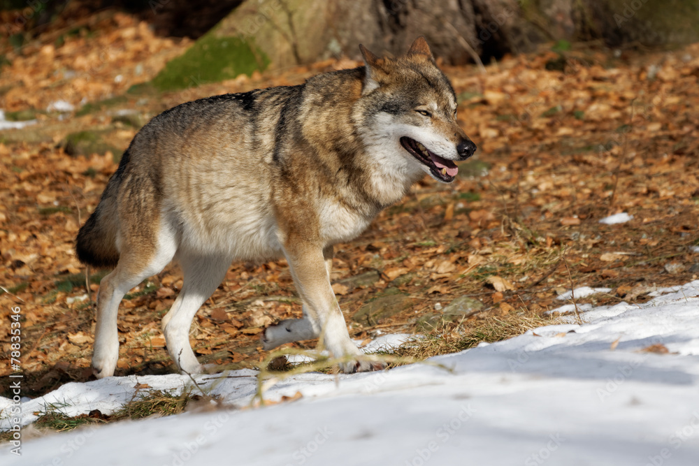 Wolf ( canis lupus ) Wolf ( canis lupus )