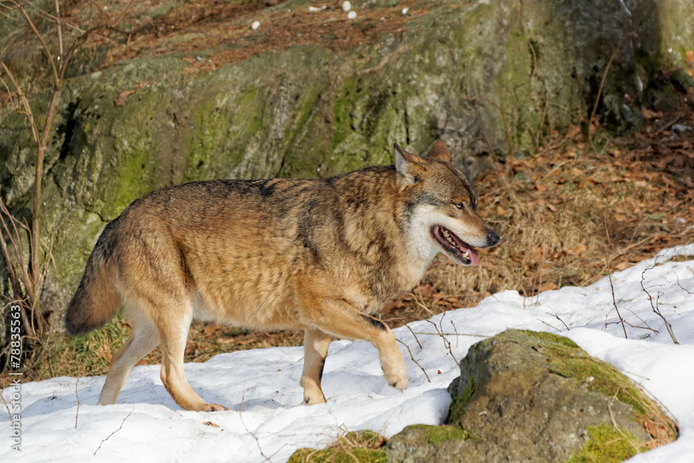 Obraz premium Wolf ( canis lupus )