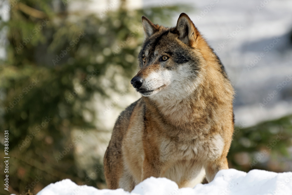 Fototapeta premium Wolf ( canis lupus )