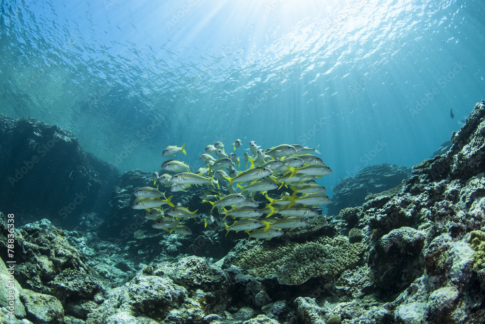 Fototapeta premium アカヒメジの群れ