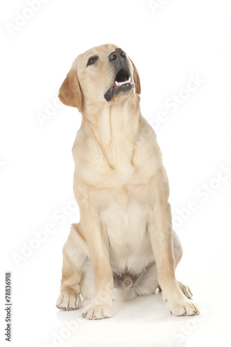 Beautiful Labrador retriever isolated on white background