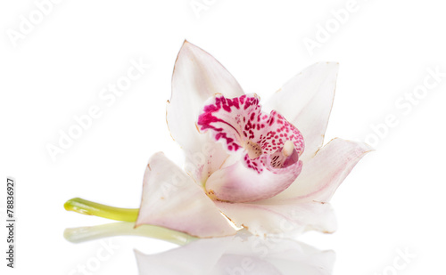 Beautiful Pink Lily Isolated