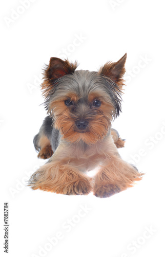 Portrait Puppy Yorkshire Terrier