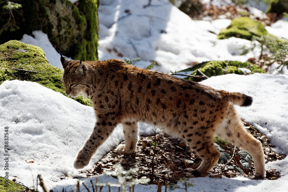 Fototapeta premium Luchs (lynx lynx)