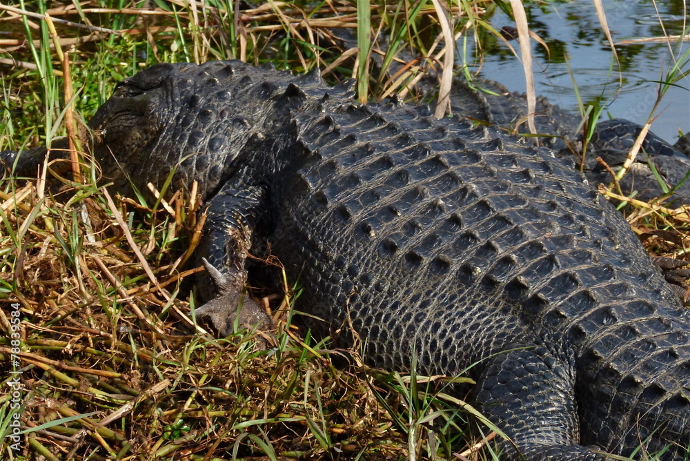 Fototapeta premium Alligator Everglades